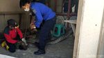 Ini Ular Sanca 5 Meter yang Hebohkan Warga Lamongan