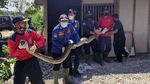 Ini Ular Sanca 5 Meter yang Hebohkan Warga Lamongan
