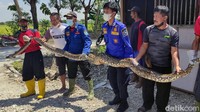 Seekor ular berukuran besar menghebohkan salah satu desa di Lamongan.