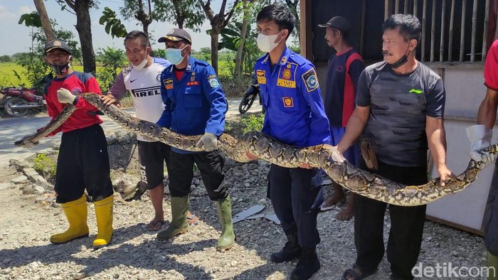Ini Ular Sanca 5 Meter yang Hebohkan Warga Lamongan Ular berukuran besar menghebohkan salah satu desa di Lamongan. Bagaimana tidak, ular jenis sanca kembang itu berada di atas sebuah warung semi permanen yang kosong.