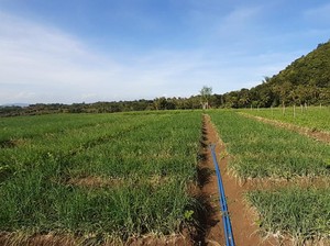Pentingnya Informasi Iklim untuk Tingkatkan Produktivitas Hortikultura
