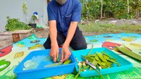 Bahan baku yang digunakan pasutri ini adalah lidah buaya jenis sinensis. Jenis ini dipilih karena memiliki daging yang tebal dan bertekstur kenyal, sehingga mudah diolah. Foto: detikcom/Jalu Rahman Dewantara