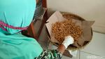 Olahan Unik Lidah buaya Khas Kulon Progo Jadi Cendol dan Isian Lumpia