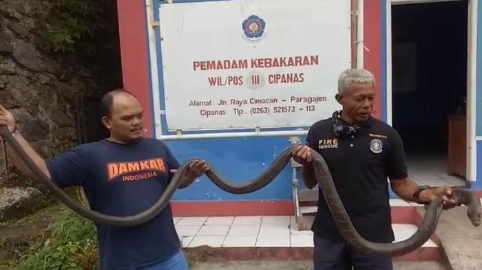 Petugas mengevakuasi ular king kobra yang merayap di rumah warga