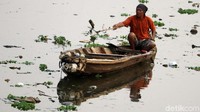 Melihat ikan tersebut bermunculan, langsung ditangkap oleh warga dengan cara dijala. 