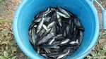 Ribuan Ikan Keting Mendadak Muncul di Sungai Cikeruh Bandung