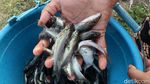 Ribuan Ikan Keting Mendadak Muncul di Sungai Cikeruh Bandung