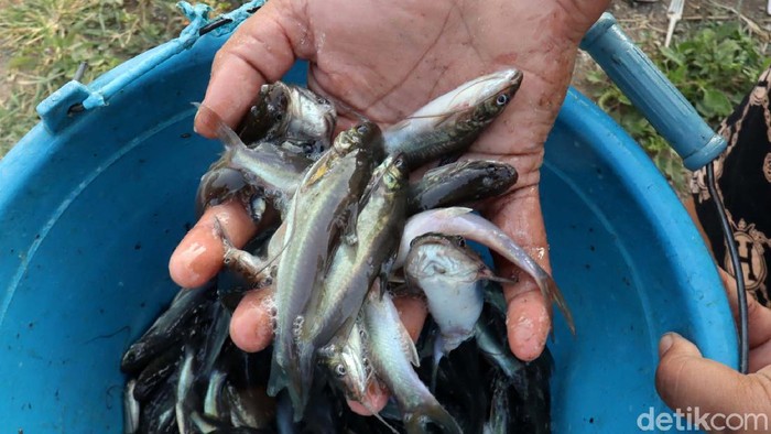Ribuan Ikan Keting Mendadak Muncul di Sungai Cikeruh Bandung Ribuan ekor ikan keting muncul di aliran Sungai Cikeruh, Tegalluar, Bojongsoang, Kabupaten Bandung. Ikan muncul pasca hujan, Minggu (8/8) sore.