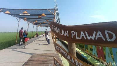 Foto: Kampung Plawad, Sawah Cantik untuk Dikunjungi di Karawang