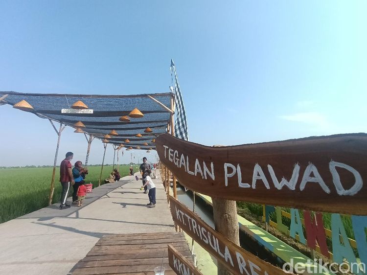 Foto: Kampung Plawad, Sawah Cantik untuk Dikunjungi di Karawang