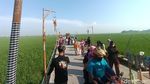 Foto: Kampung Plawad, Sawah Cantik untuk Dikunjungi di Karawang
