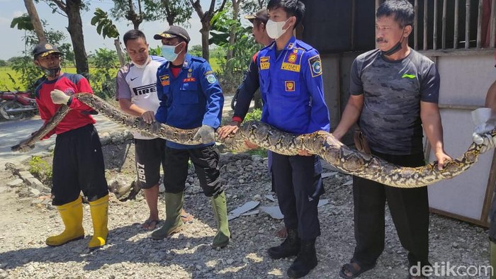 Ular sanca berukuran besar menghebohkan salah satu desa di Lamongan. Ular sepanjang 5 meter itu berada di warung semi permanen yang kosong.