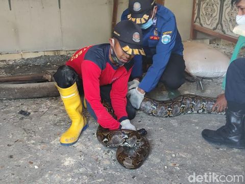 Ular sanca berukuran besar menghebohkan salah satu desa di Lamongan. Ular sepanjang 5 meter itu berada di warung semi permanen yang kosong.