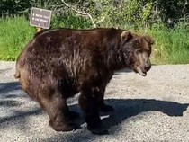 Video: Siswa dan Guru di Kanada Diserang Beruang Grizzly, 11 Orang Luka