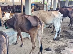 Di Bengkel Sapi Rusak Ini Sapi Digemukkan dengan Pakan Kulit Singkong dan Tepung Kedelai