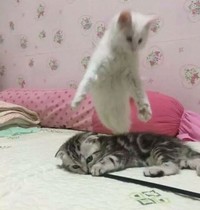 Foto yang mengecoh mata