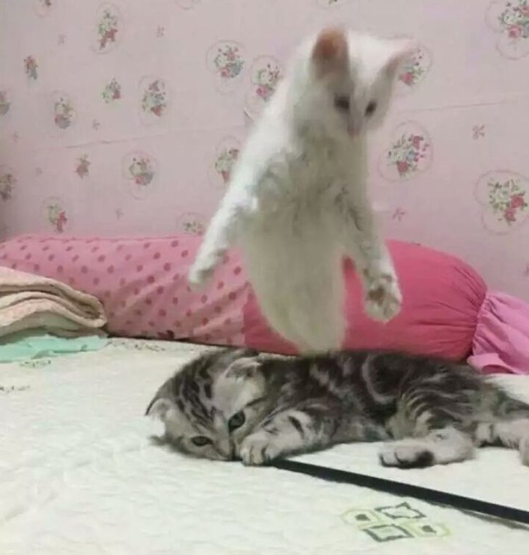 Foto yang mengecoh mata