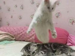 Hati-hati! Deretan Foto Ini Bikin Mata Terkecoh