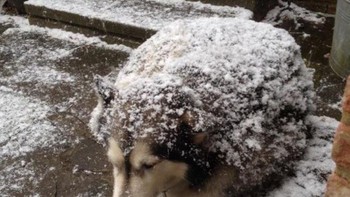 Kalau ini malah mirip landak. Foto: dok Bright SIde