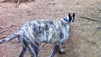 Anjing berkepala kecil. Foto: dok Bright SIde