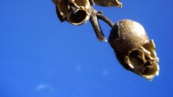 Terlihat seperti tengkorak. Foto: dok Bright SIde