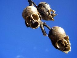 Hati-hati! Deretan Foto Ini Bikin Mata Terkecoh