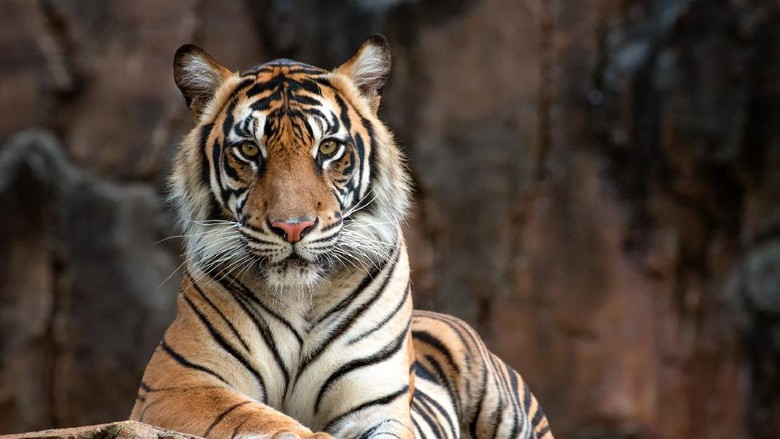 Ilustrasi harimau photos of a sumatrean tiger