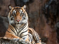 Tahukah Kamu, Ini 11 Fakta Soal Harimau yang Terunik