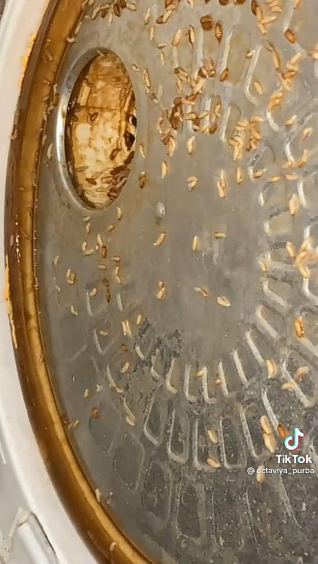 Jijik! Ditinggal Berbulan-bulan, Rice Cooker Ini Penuh Belatung