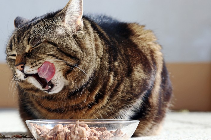Makanan kucing halal pertama di dunia