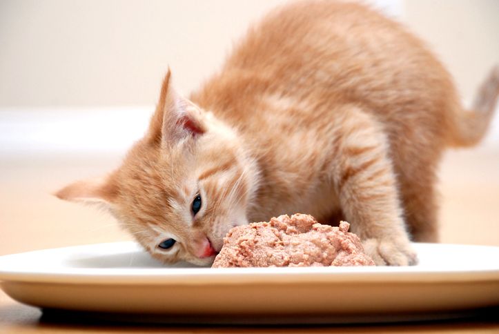 Makanan kucing halal pertama di dunia