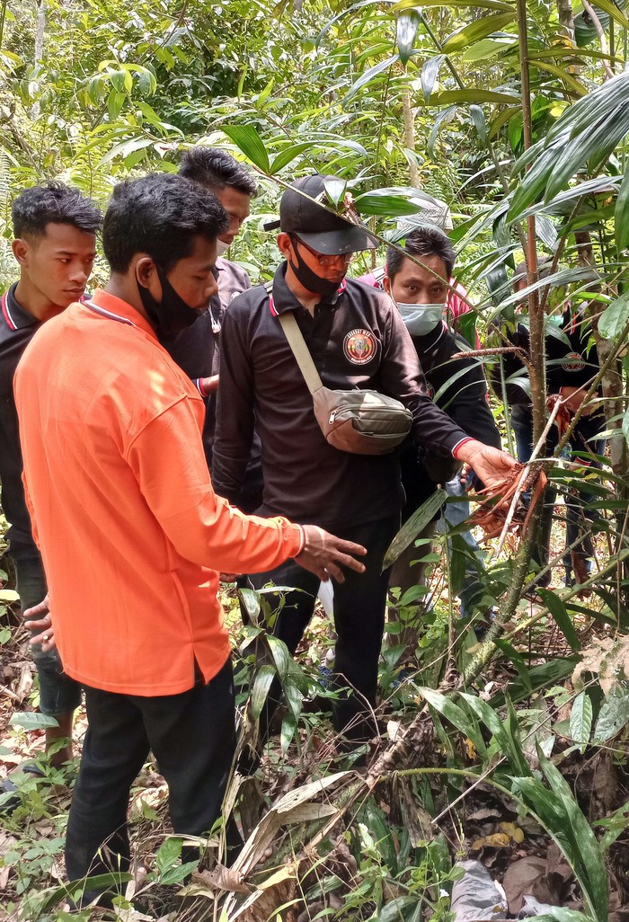 Memperingati Hari Masyarakat Adat Internasional, 12 pemuda masyarakat adat Orang Rimba di Jambi mengikuti pelatihan budidaya Jernang yang bernilai ekonomis tinggi.