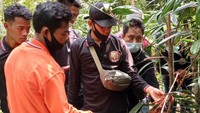Selain pelatihan, RLU juga memberikan 11 kg benih dan 300 batang bibit Jernang siap tanam. Selain pelatihan, RLU juga memberikan 11 kg benih dan 300 batang bibit Jernang siap tanam.