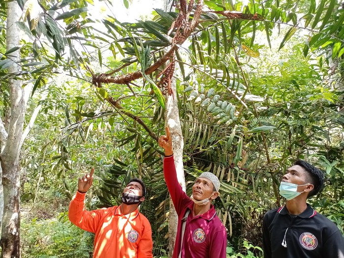 Memperingati Hari Masyarakat Adat Internasional, 12 pemuda masyarakat adat Orang Rimba di Jambi mengikuti pelatihan budidaya Jernang yang bernilai ekonomis tinggi.