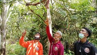 Bersamaan dengan peringatan Hari Masyarakat Adat Internasional sebanyak 12 pemuda masyarakat adat Orang Rimba di Jambi mengikuti pelatihan budidaya Jernang yang difasilitasi oleh PT Royal Lestari Utama (RLU) di Jambi, Senin (9/8/2021). Bersamaan dengan peringatan Hari Masyarakat Adat Internasional sebanyak 12 pemuda masyarakat adat Orang Rimba di Jambi mengikuti pelatihan budidaya Jernang yang difasilitasi oleh PT Royal Lestari Utama (RLU) di Jambi, Senin (9/8/2021).