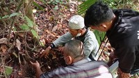Jernang atau Dhaemorhop draco merupakan tanaman merambat yang memiliki peran sangat besar bagi masyarakat adat Orang Rimba karena bernilai ekonomis tinggi.