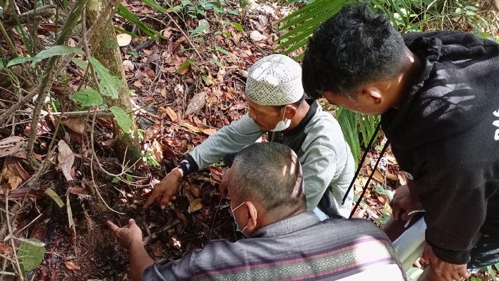 Pelatihan Budidaya Jernang Memperingati Hari Masyarakat Adat Internasional, 12 pemuda masyarakat adat Orang Rimba di Jambi mengikuti pelatihan budidaya Jernang yang bernilai ekonomis tinggi.