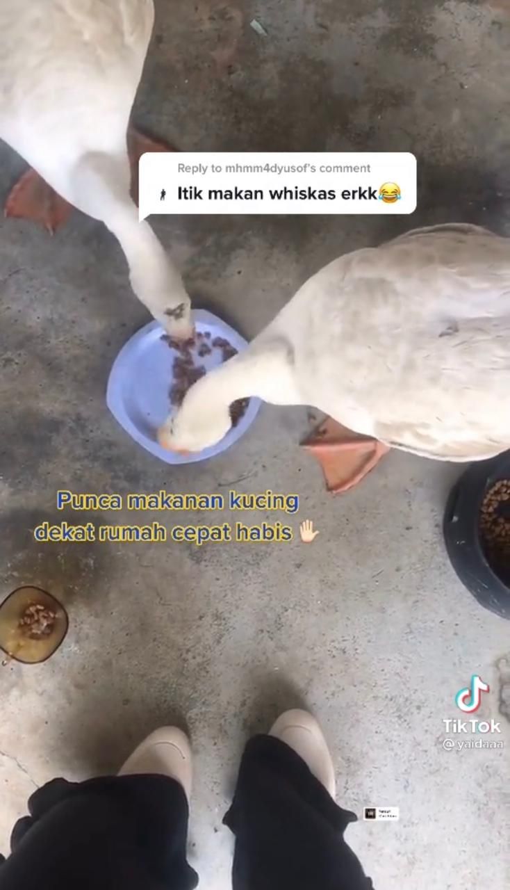 Pelihara Itik yang Suka Hidup Mewah, Wanita Ini Gemas Ingin Memasaknya Jadi Rendang
