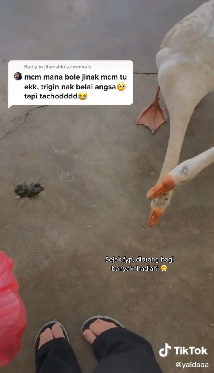 Pelihara Itik yang Suka Hidup Mewah, Wanita Ini Gemas Ingin Memasaknya Jadi Rendang