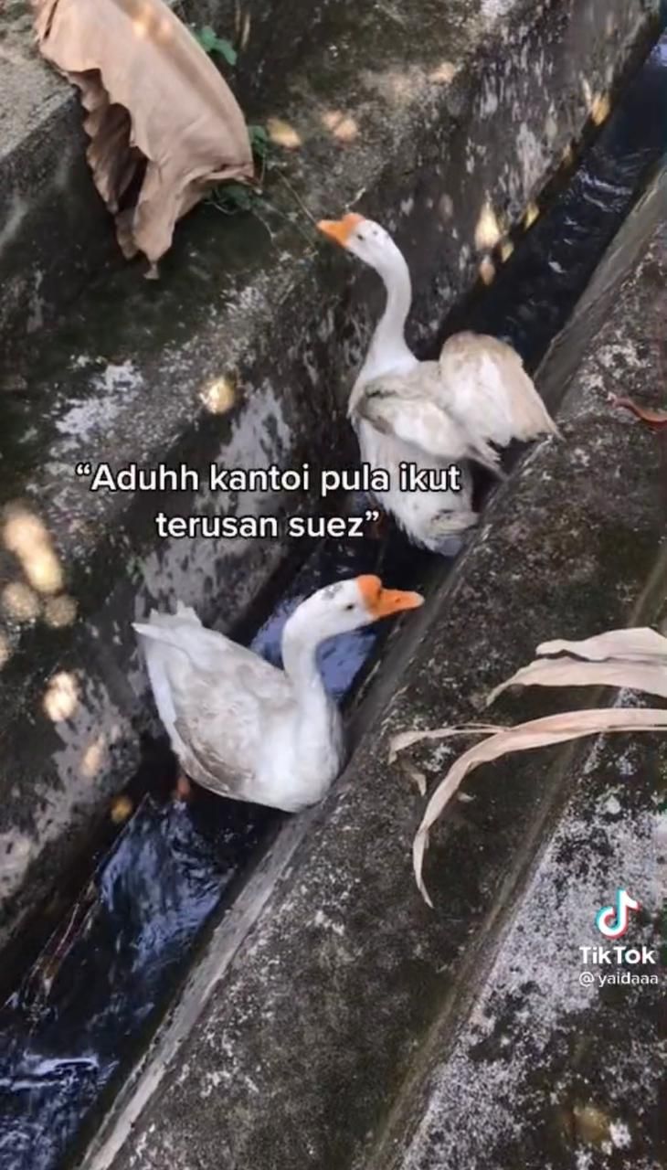 Pelihara Itik yang Suka Hidup Mewah, Wanita Ini Gemas Ingin Memasaknya Jadi Rendang