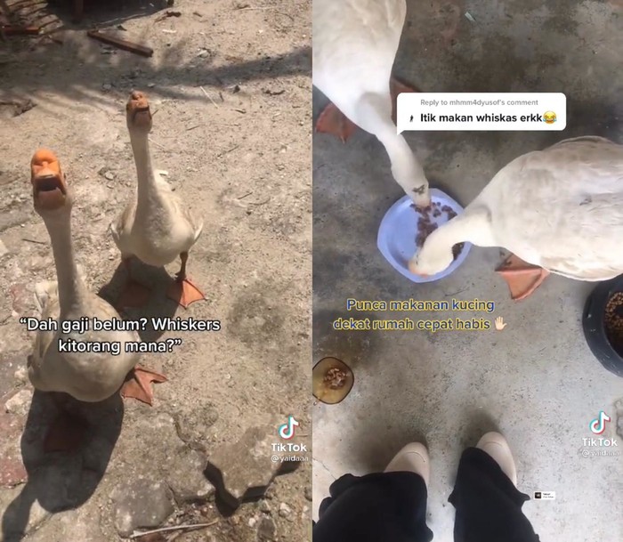 Pelihara Itik yang Suka Hidup Mewah, Wanita Ini Gemas Ingin Memasaknya Jadi Rendang