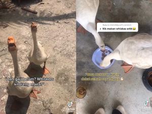 Pelihara Itik yang Suka Hidup Mewah, Wanita Ini Gemas Ingin Memasaknya Jadi Rendang