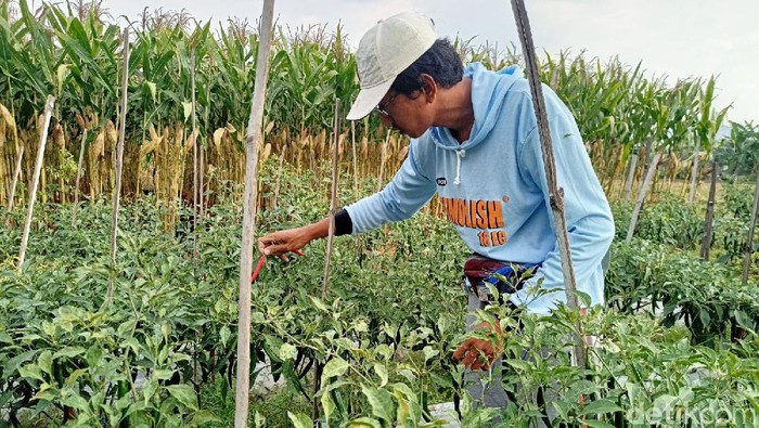 petani cabai