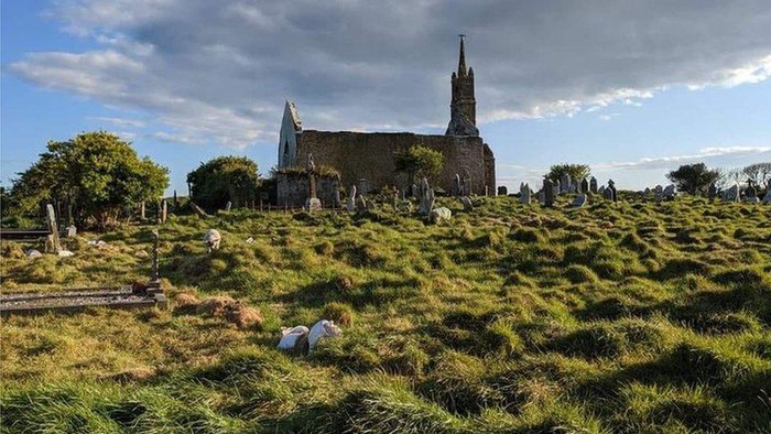 Ratusan kuburan kuno yang terlupakan ditemukan di Irlandia, berkat bantuan domba dan kambing
