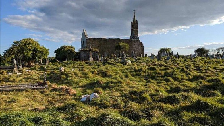 Ratusan kuburan kuno yang terlupakan ditemukan di Irlandia, berkat bantuan domba dan kambing Ratusan kuburan kuno yang terlupakan ditemukan di Irlandia, berkat bantuan domba dan kambing