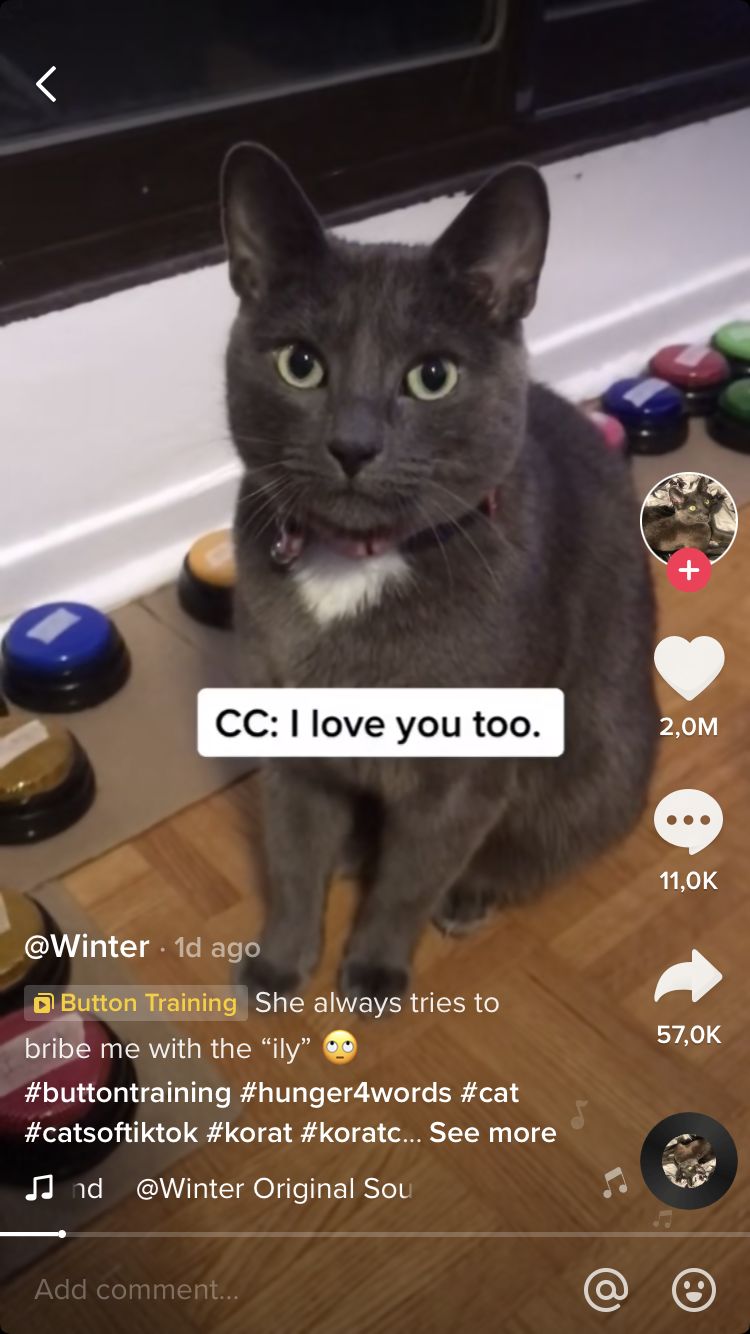 Video TikTok Kucing