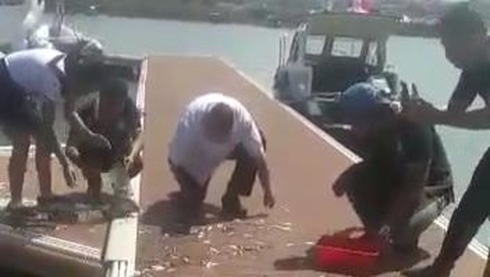 video viral Ribuan Ikan Lompat Ke Daratan di Banyuwangi
