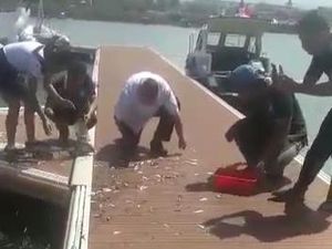 Fakta di Balik Ribuan Ikan Meloncat ke Daratan Bikin Warga Banyuwangi Kegirangan