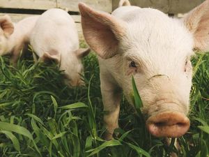 Muslim Terpaksa Makan Babi, Apakah Allah SWT akan Mengampuni?