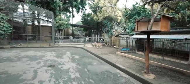 Halaman juga tak kalah luas. Selain kolam renang bergaya resor, area tersebut juga dimanfaatkan sebagai kebun binatang mini. (Foto: YouTube/Atta Halilintar)